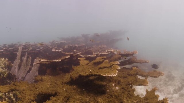 Large Stand of Elkhorn Coral Acropora palmata in Tela Honduras