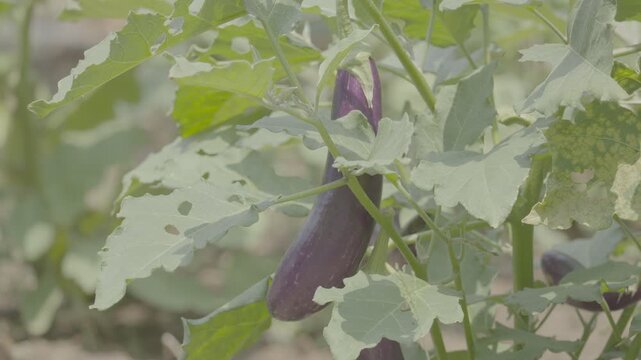 Purple Eggplant Plant Growing Large Fresh Fruits slog3 10 bit