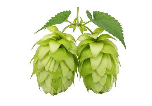 Two hop cones with leaves are displayed on transparent background
