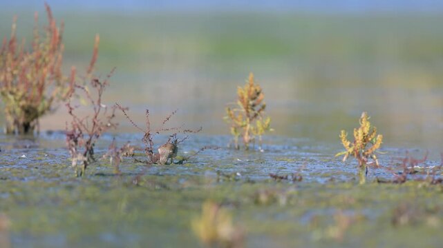 Female Common linnet drinking water at the surface of a pond perched on a dry Great water dock before taking off. Linaria cannabina, Rumex hydrolapathum, Indre-et-Loire, r&eacute;gion Centre, France, Europe