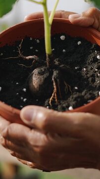 Vertical video: Tilting senior hands turning terracotta pot in sunroom, inspecting tuber and roots