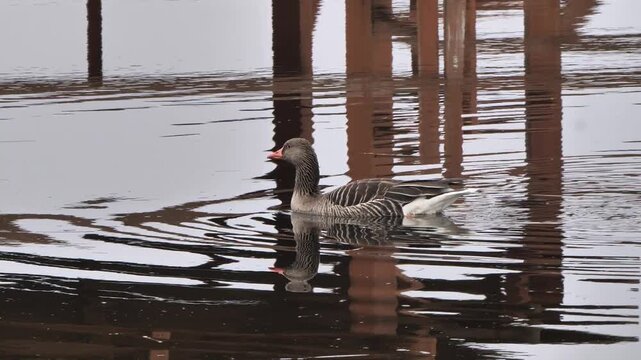 a wild goose swimming on the lake