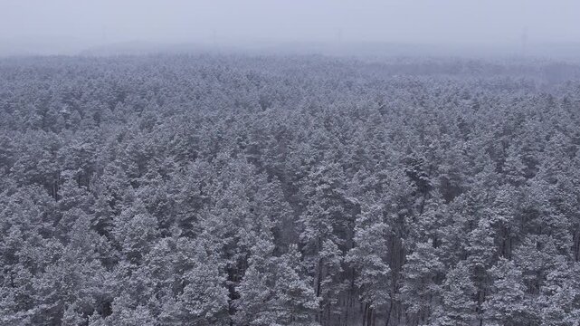 Aerial View Treetops in Snow and Ice on Gorgeous Winter Day at Alaska. Flying Above Stunning Snowy Pine Forest on Beautiful Quiet Winter Morning. Flying Over Fresh Snow Covered Winter Forest in Alaska