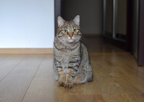 A close-up of a tabby domestic cat in a home setting. Kurilian Bobtail breed