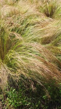 Tall grass tuft of angel hair sways in the sunny breeze. vertical video