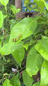 Caterpillar on leaf, butterfly above. vertical video