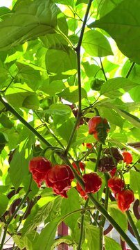 Hanging red peppers grow on a plant in a garden under clear sunlight