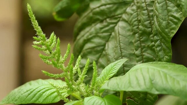 Young Amaranth Flowering Shoots and Fresh Green Leaves