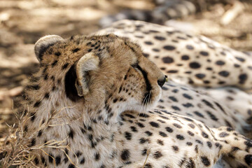 Resting Cheetah in the under a bush © Bryan