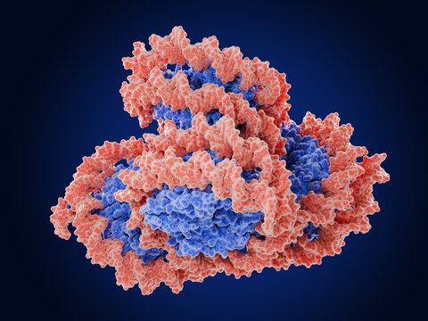 Illustration of a stacked human nucleosome core particle tetramer. Color code: DNA red, histones blue.