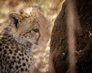 Resting Cheetah cub in the under a bush with mother © Bryan