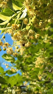 Bee gathers nectar from yellow flowers of Tilia tree. vertical video