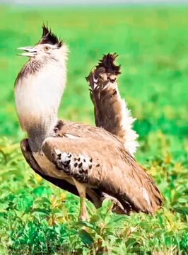 Grey neck heron elegant bustard