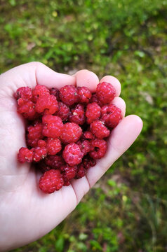 Hand holding fresh wild raspberries outdoors. Bright red forest berries with natural texture and vibrant color. Summer fruit mockup for organic food, garden harvest, and healthy lifestyle design