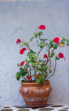 Vertical eye level medium shot of red potted geranium plant in ornate terracotta planter against gray stucco wall