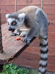 Naklejka premium Ring-tailed lemur sitting outdoors on a wooden platform, displaying its distinctive facial markings, gray coat and characteristic black-and-white ringed tail.