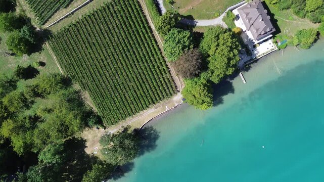 Vineyard and turquoise Lake Thun in Switzerland