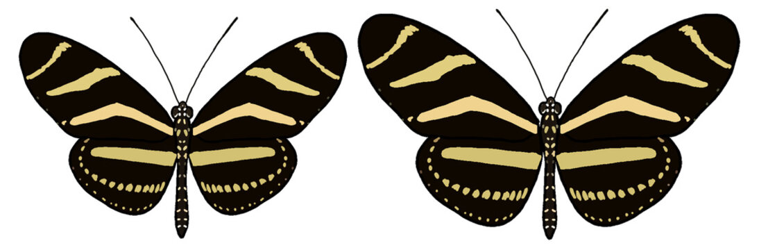 Zebra longwing butterfly