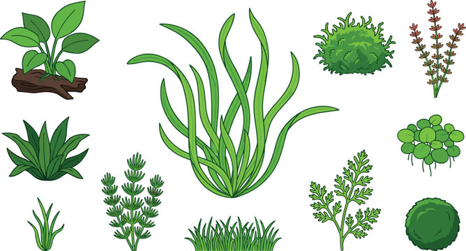 Aquarium plants and freshwater aquascaping weeds vector set illustration featuring java fern, valisneria, anubias, moss ball, and hornwort isolated on white background.