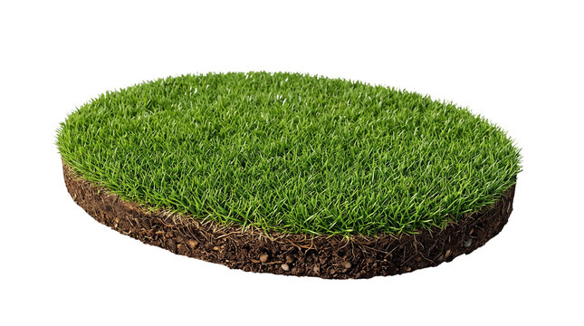 Green grass patch on soil, oval turf section isolated on white, fresh sod piece for landscaping and garden design
