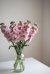 Naklejka premium Pink stock flowers in a glass vase, spring floral arrangement and home decor, fresh cut blooms on a white table