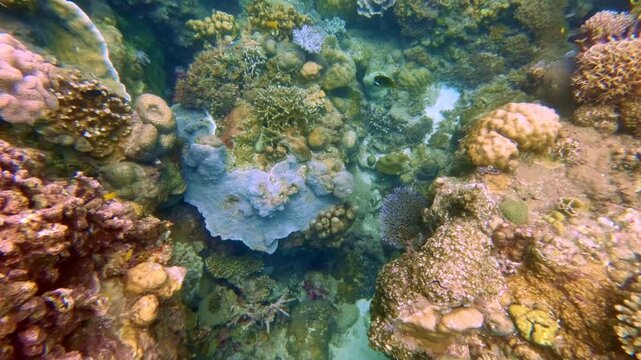 Diverse Tropical Coral Reef Glide in Slow Motion, Indonesia