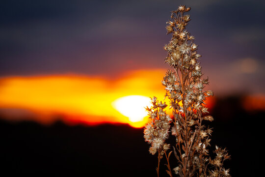 Golden sunset behind a dry plant with a dramatic sky and vibrant orange glow