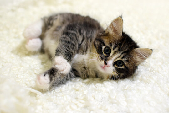 A small, fluffy kitten. A tabby Kurilian Bobtail kitten with a short tail.