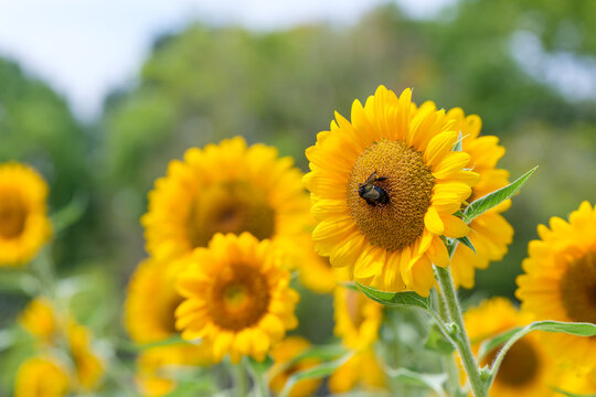 Carpenter bee collecting nectar on bright yellow sunflower in bloom with green bokeh background in sunny summer field