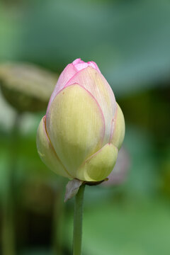 Fresh lotus flower bud with soft pink petals getting ready to bloom against blurred green summer pond background