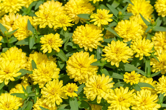 Full bloom vibrant yellow Zinnia flowers creating a dense floral background texture in sunny summer garden