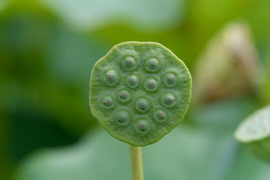 Close up of green lotus seed head pod growing in summer pond with soft blurred natural background