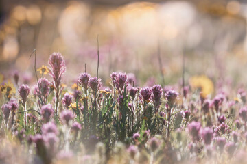 Naklejka premium Sunny meadow