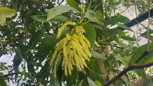 Close-up of the bright yellow flowers of theNorthern black wattle tree  blooming among green leaves. Scientific name is Acacia auriculiformis A. Cunn. ex Benth