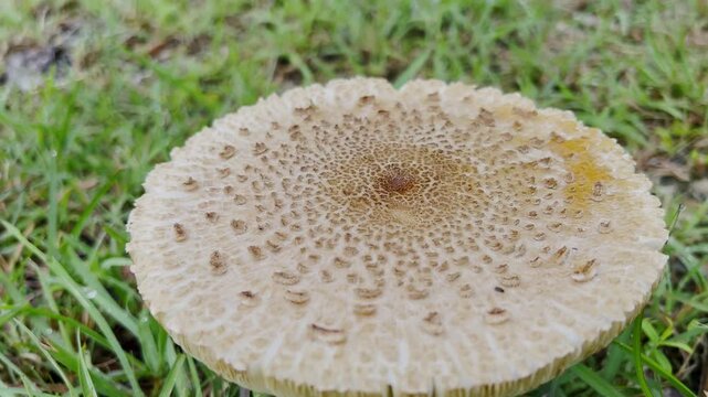 False Parasol Mushroom natural blooming white flowers in grass field ,Thailand. Scientific name is Chlorophyllum molybdites.