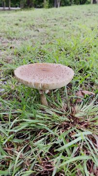 False Parasol Mushroom natural blooming white flowers in grass field ,Thailand. Scientific name is Chlorophyllum molybdites.