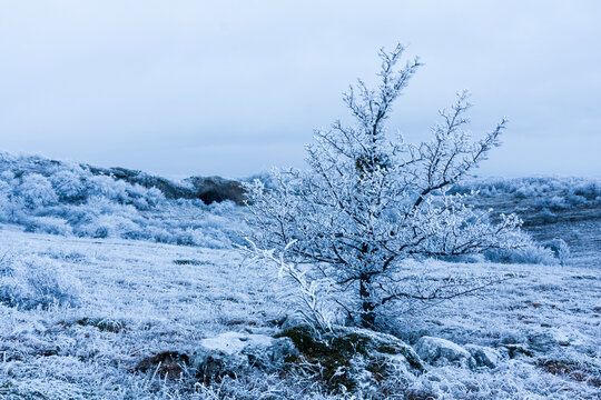 Frosted tree branches on a cold winter landscape with icy ground