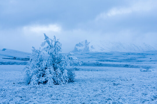 Frozen landscape with a snow-covered tree in the foreground and mountains