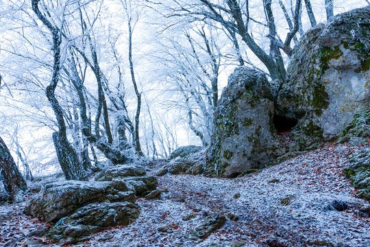 Frozen forest path with snow-covered trees and mossy rocks