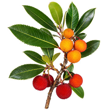 Strawberry tree fruit