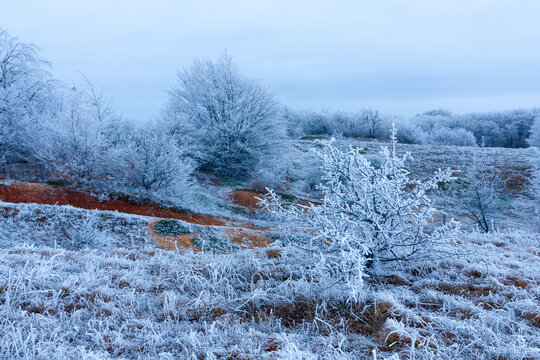 Winter landscape with frosted trees and dry grass on a cold overcast day