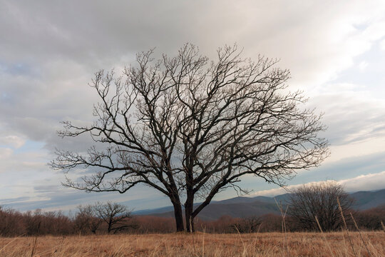 Majestic bare oak tree stands alone in a dry grassy field under a cloudy sky