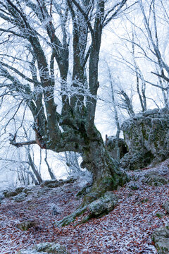 Ancient gnarled tree covered in frost on a rocky winter forest floor