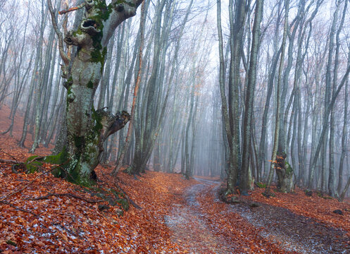 Misty forest path covered in autumn leaves with bare trees