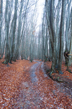 Winding forest path covered in fallen leaves with bare trees in autumn