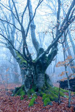 Ancient moss-covered tree with gnarled branches in a foggy autumn forest