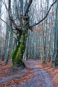 Moss covered ancient tree trunk on a path through a serene autumn forest