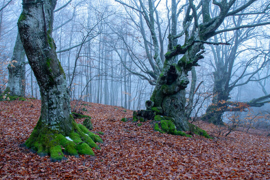 Ancient moss-covered trees in a misty autumn forest with fallen leaves