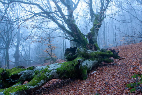 Ancient fallen tree covered in moss in a misty, foggy forest setting