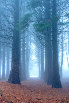 Misty forest path lined with tall pine trees and covered in pine needles